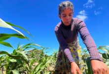 Photo of Доклад ФАО: изменение климата воздействует на доходы женщин и мужчин в сельских районах по-разному