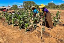 Photo of First Person: Water key to cultivating financial independence in southern Madagascar