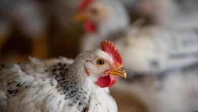 Photo of Фермеры Украины готовятся выращивать здоровых цыплят