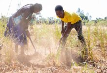 Photo of UN and partners launch emergency appeal to address severe drought in Malawi