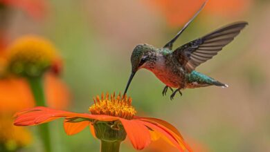 Photo of Balancing biodiversity at global UN summit in Colombia