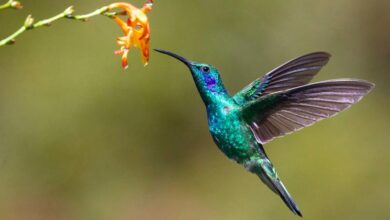 Photo of The latest UN biodiversity summit opens in Colombia; here’s what’s at stake