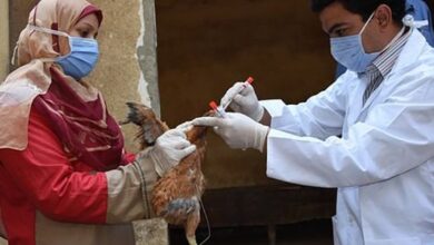 Photo of Avian flu reported in 108 countries across five continents, says UN health agency