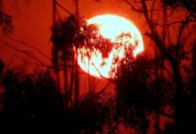 Photo of It’s official: January was the warmest on record