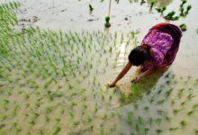 Photo of Farmers must be at the heart of biodiversity action