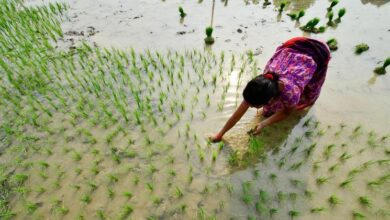 Photo of Farmers must be at the heart of biodiversity action