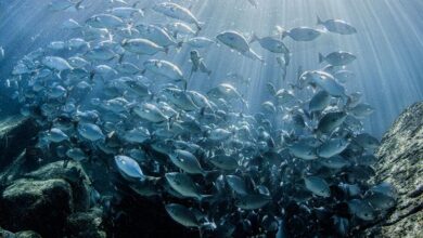 Photo of Greed is driving oceans toward collapse