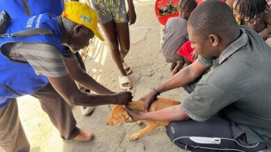 Photo of Haiti battles rabies with vaccines and vigilance