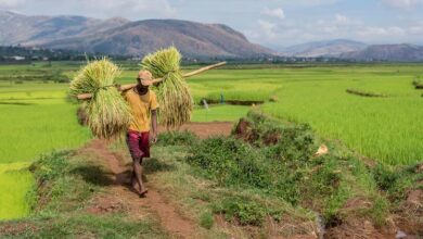 Photo of World Food Day LIVE: The task of feeding the world