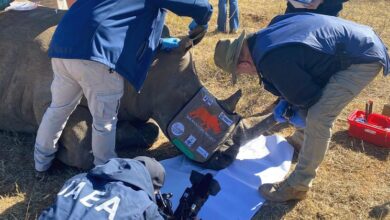 Photo of Инфраструктура ядерной безопасности поможет защитить редких носорогов от браконьеров