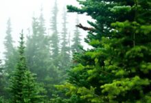 Photo of Россия сохраняет крупнейший лесной фонд в мире: новые данные ФАО о глобальных лесных ресурсах