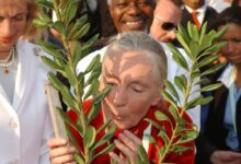 Photo of Джейн Гудолл: жизнь, посвященная природе и гуманизму