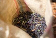 Photo of UN rights office sounds alarm over ‘skyrocketing’ Israeli settler violence during olive harvest