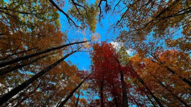 Photo of Леса планеты под серьезной угрозой из-за изменения климата