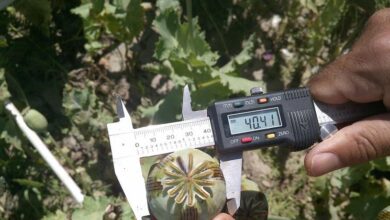 Photo of Афганистан: площадь посевов опийного мака резко сократилась, но объемы наркоторговли в регионе растут