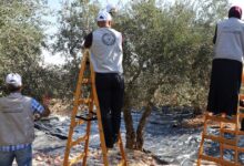 Photo of ООН бьет тревогу в связи с ростом насилия во время сезона сбора оливок на Западном берегу