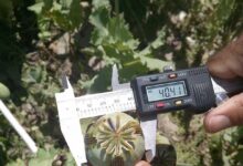 Photo of Afghanistan: Opium cultivation drops sharply, but regional trafficking rises