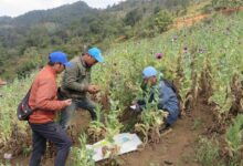 Photo of Myanmar: Opium crop hits 10-year high amid conflict and economic collapse
