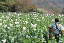 Photo of Объемы выращивания опиума в Мьянме достигли десятилетнего пика