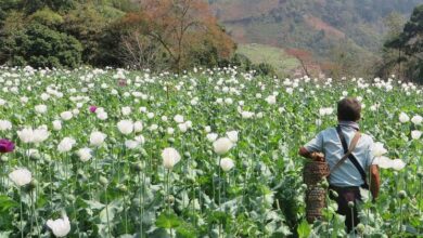 Photo of Объемы выращивания опиума в Мьянме достигли десятилетнего пика