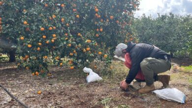 Photo of Число жертв противопехотных мин достигло максимума за четыре года