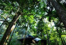 Photo of Paper and wood: Forest products show signs of recovery, UN agency says