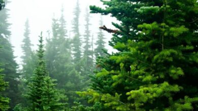 Photo of Глобальная лесная промышленность демонстрирует признаки восстановления
