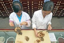 Photo of Традиционная медицина становится глобальным трендом?