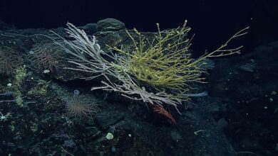 Photo of Game-changing international ocean treaty comes into force