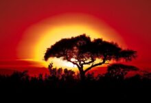 Photo of ВМО: 2025 год вошел в тройку самых теплых лет за вcю историю наблюдений