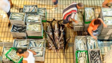 Photo of Крабовое мясо или рыбный фарш: новый доклад ООН рассказывает о масштабах мошенничества в рыбном секторе