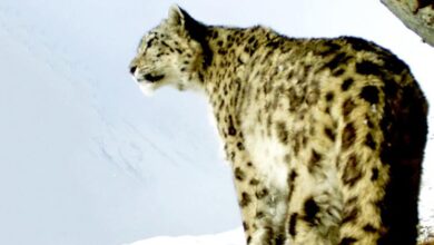 Photo of Снежный барс – страж гор и вдохновитель устойчивого туризма в Кыргызстане