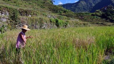 Photo of UN forum calls for overhaul of agrifood systems