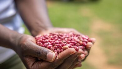 Photo of Всемирный день зернобобовых: маленькие семена, которые меняют мир