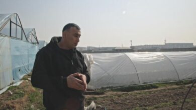 Photo of От сезонной работы за границей – к трансформации клубничного хозяйства Узбекистана