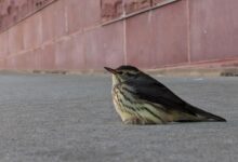 Photo of ‘Every Bird Counts’: How city residents can help protect migratory birds