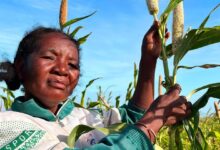Photo of Climate shocks accelerating as El Niño threat looms over already vulnerable regions