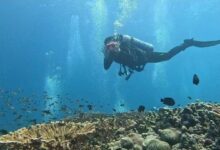 Photo of ‘The ocean has no boundaries’: Beauty and life in a war zone