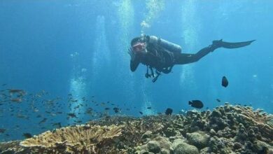 Photo of ‘The ocean has no boundaries’: Beauty and life in a war zone