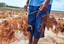 Photo of Why sustainable alternatives to plastic are struggling to compete