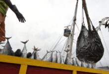 Photo of Мировое производство рыбы достигло рекорда, но будущему отрасли угрожают изменение климата и чрезмерный вылов