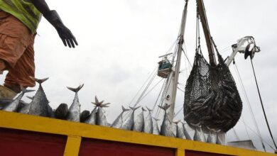 Photo of Global fish production hits new high, but climate threats loom
