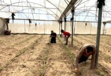 Photo of Gaza farmers battle to rebuild as WFP warns of West Bank settler violence