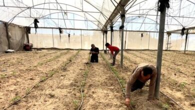 Photo of Gaza farmers battle to rebuild as WFP warns of West Bank settler violence