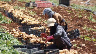 Photo of As wars spread, the global food system unravels