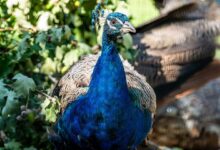 Photo of Peacock party takes pride of place in nod to decades of turbulent history