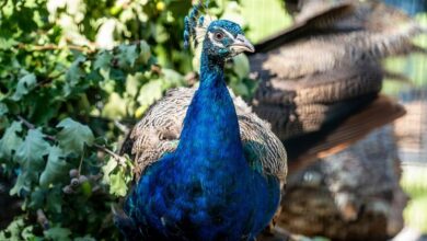 Photo of Peacock party takes pride of place in nod to decades of turbulent history