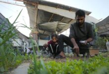 Photo of Gaza: Only three per cent of cropland available to grow food