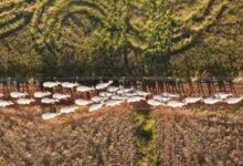 Photo of Land models sprout as degradation threatens billions of livelihoods