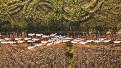 Photo of Land models sprout as degradation threatens billions of livelihoods